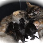 Harmony et ses chatons du 10 juillet 2013 avec Yoxbow Black of Eldorado