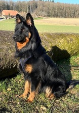 Ananas ( Dylan ) 9,5 mois devient de plus en plus beau voir page mes chiots
