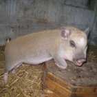 n'oublions pas Charlotte notre petite cochonne préférée le cadeau de mes 50 ans avec les chèvres j'avoue que j'étais ravie:-)