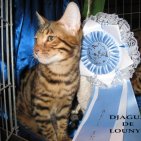 à l'âge de 5 mois,Il gagne le Best in Show à l'exposition de Conthey   Bravo!