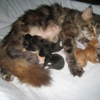 Tyla et ses 1ers chatons