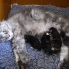 JORDANE et ses BB 5 sept 2015