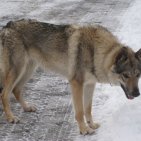 Fiora notre amour de chienne qui hélas a rejoint le paradis des chiens bien trop tôt