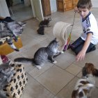 Noha et Isis sa petite chienne papillon aiment venir s'amuser avec mes chatons