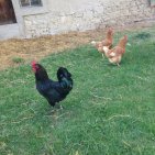 Rambo le coq arrivé chez nous en 2014 et les poules en octobre 2013