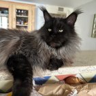 Shekan 3 ans le 12 avril 24 et il a presque tous mes chats dans son pédigrée