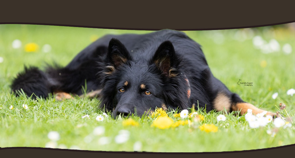 chiens de berger de Bohême